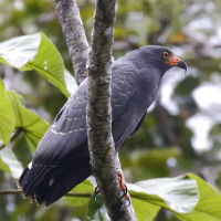 Slender-billed Kite